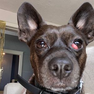 Meet your Posher, Gregory